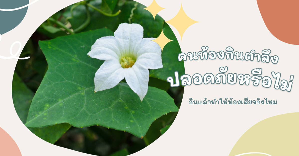 Lvy Gourd