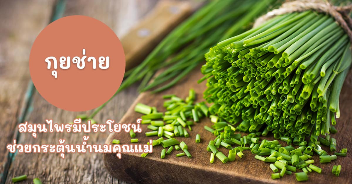 กุยช่าย