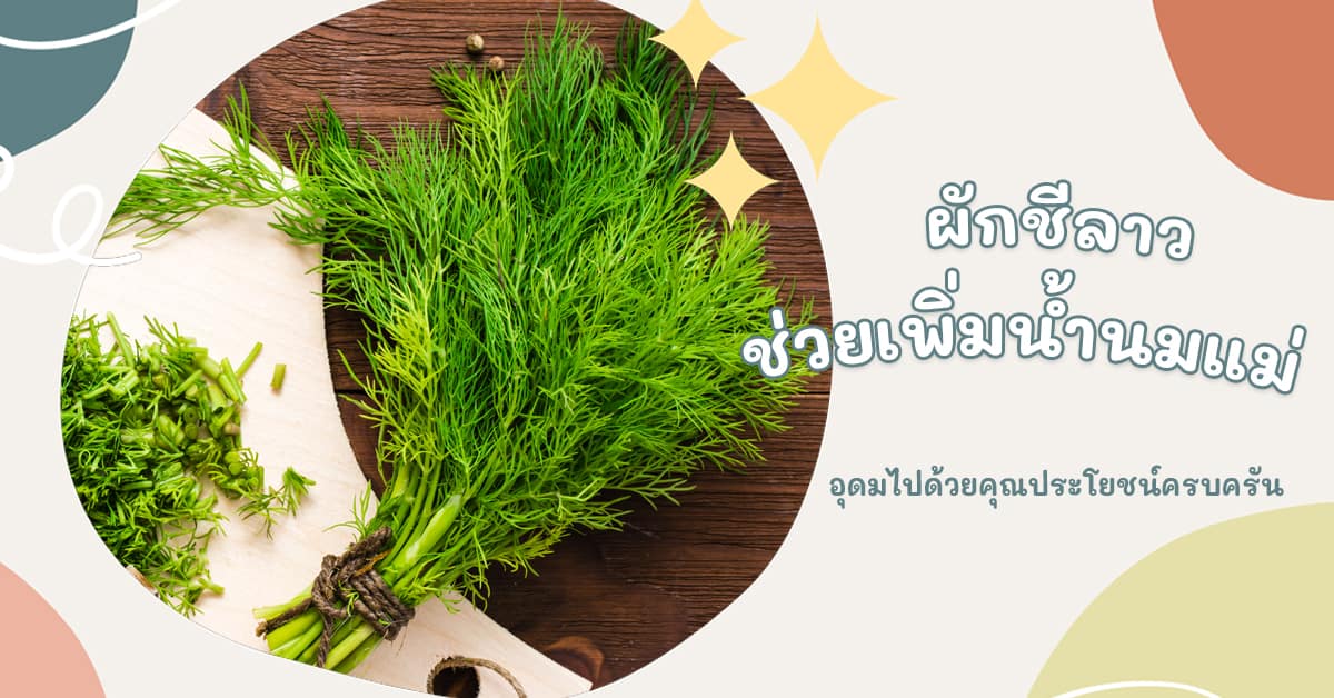 ผักชีลาว