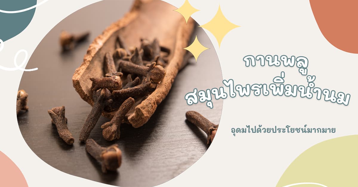 กานพลู