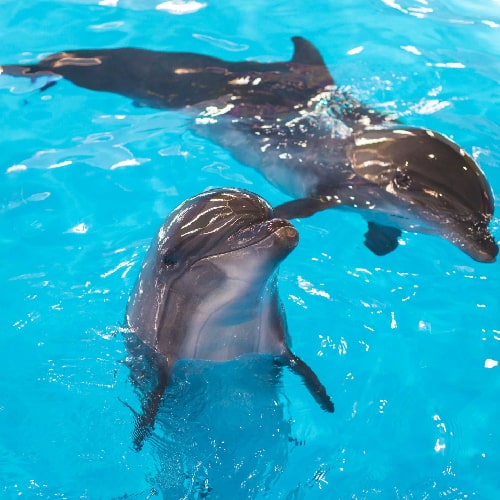Dolphinarium Pattaya