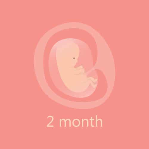 ตั้งครรภ์ 2 สัปดาห์