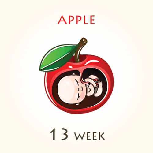 ตั้งครรภ์ 13 สัปดาห์ 